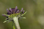 Grassleaf coneflower